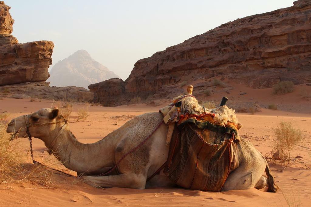 Moon City Camp Wadi Rum Zewnętrze zdjęcie